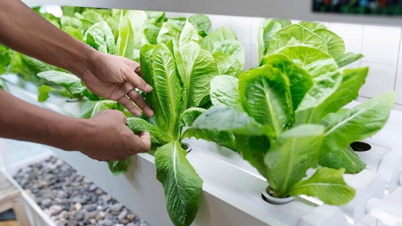 Apa Itu Hidroponik dan Deep Water Culture (DWC)?