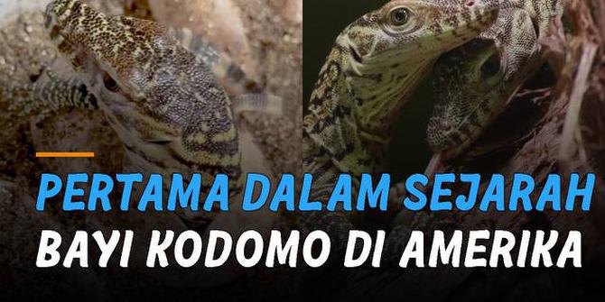 VIDEO: Wow! Pertama Kali Dalam Sejarah, Bayi Komodo Lahir di Amerika Serikat