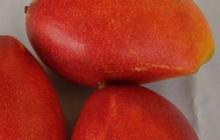 Mencicipi Mangga Arum Merah Situbondo, Harganya Capai Rp1 Juta per Kilogram