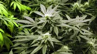Warga Jeneponto, Sulsel Heboh Penemuan Tanaman Mirip Ganja