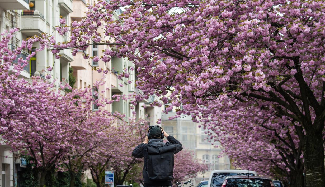 Foto Saat Bunga Sakura Hiasi Jalan Di Jerman Global Liputan6 Com
