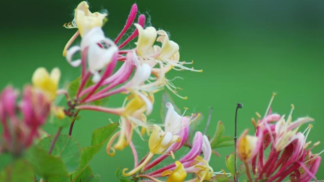 Ilustrasi Honeysuckle