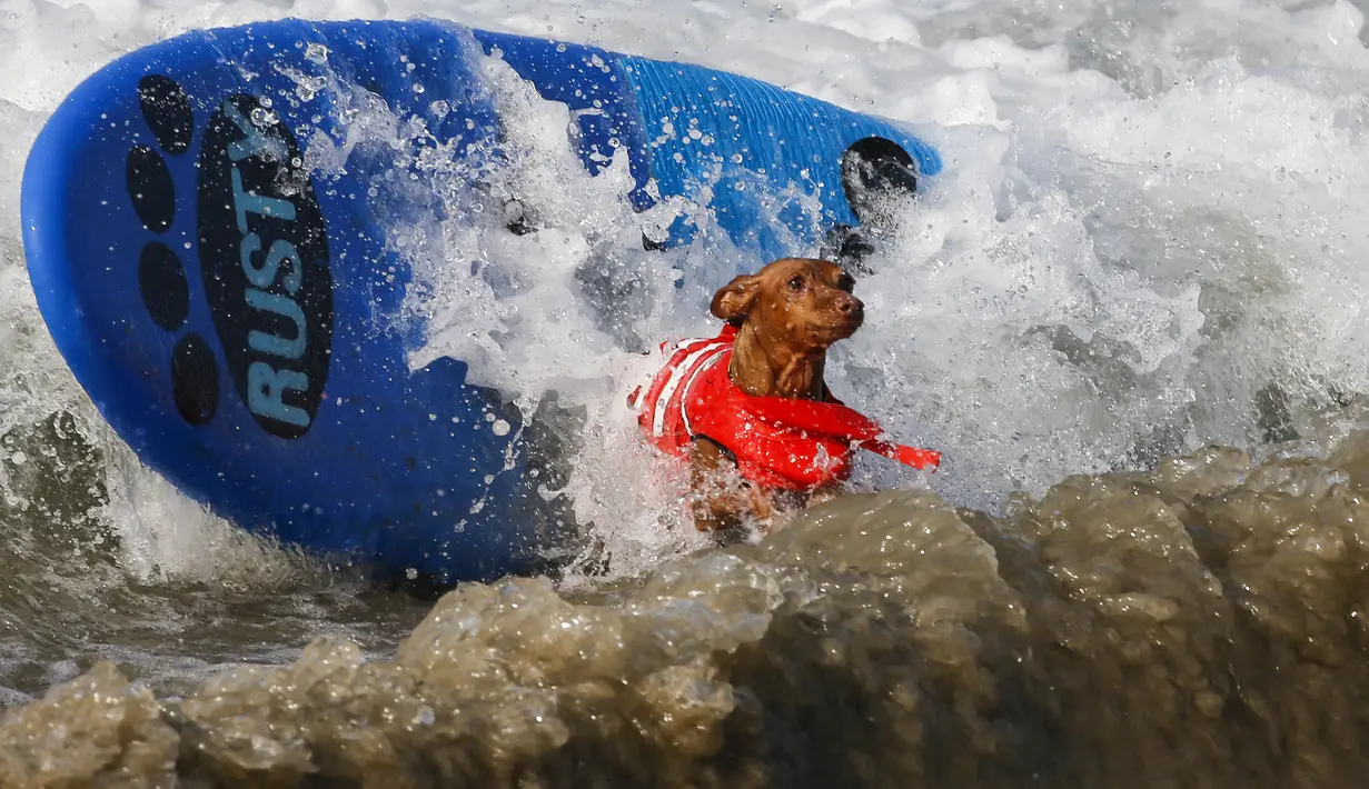 Seekor anjing berkompetisi dalam acara tahunan Surf City Surf Dog di Huntington Beach, California padaSabtu (25/9/2021). Para anjing menaklukkan ombak di atas papan surfingnya. (AP Photo/Ringo H.W. Chiu)