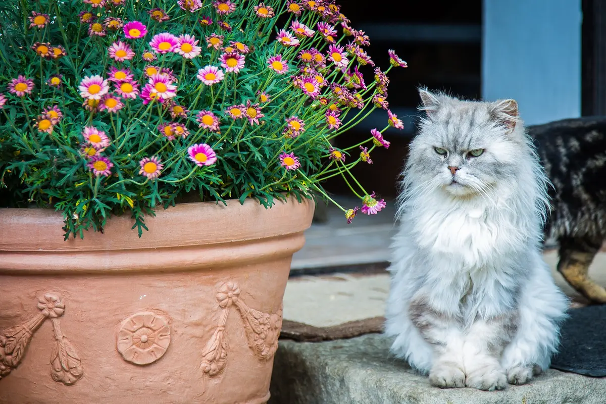 Kucing Pintar Ini Bantu Bukakan Jendela Buat Pemiliknya
