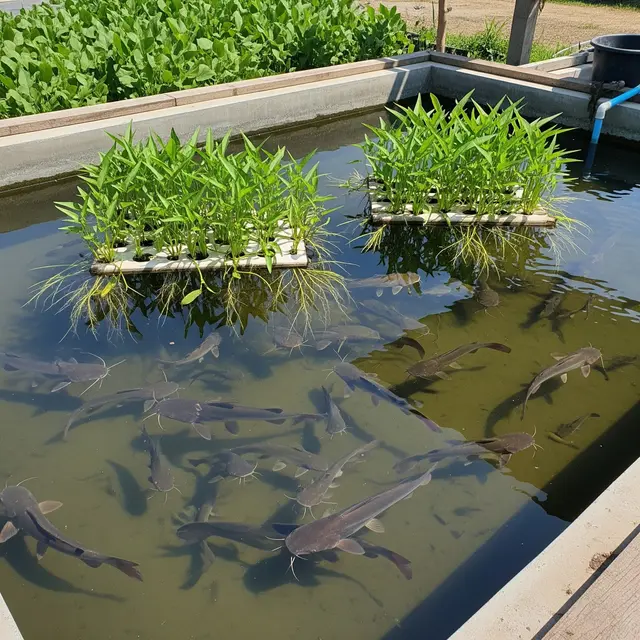 Cara Budidaya Lele dan Kangkung dalam Satu Kolam