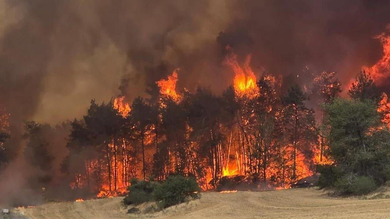 Dua Negara Eropa Ini Tolak Bantu Israel Padamkan Kebakaran Hutan, Ternyata Ini Alasannya