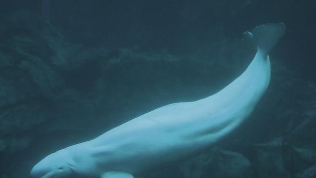 Viral Paus Beluga Di Norwegia Kembalikan Iphone Turis Yang