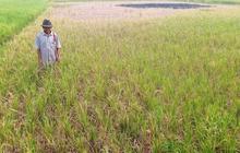 Pemkab Lebak Usulkan Sumur Bor ke Kementan, Upaya Atasi Kekeringan dan Jaga Produksi Pangan