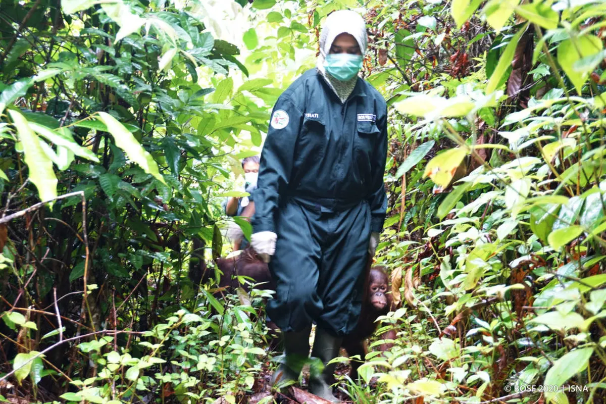 Dilema BOSF Merawat Orangutan Saat Pandemi Corona COVID-19, Beli Masker Bedah Harga Selangit