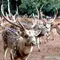 Rusa TMP Kalibata Kabur, Berkeliaran di Jalanan