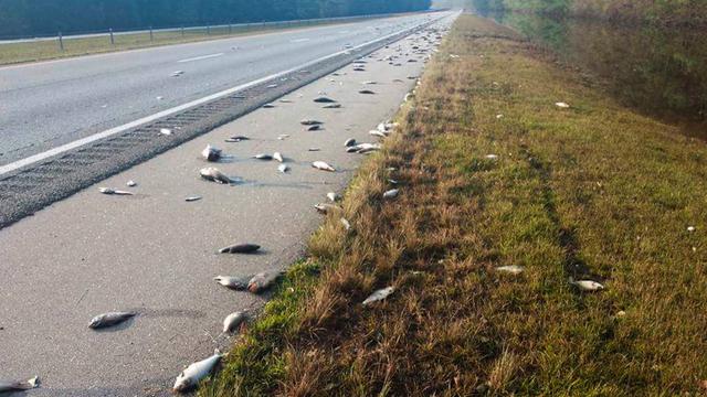 Puluhan Ikan Tumpah di Jalan Raya Oregon, Polisi Minta Warga yang Melintas Berhati-hati