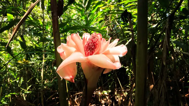 Kecombrang (Wikimedia Commons)