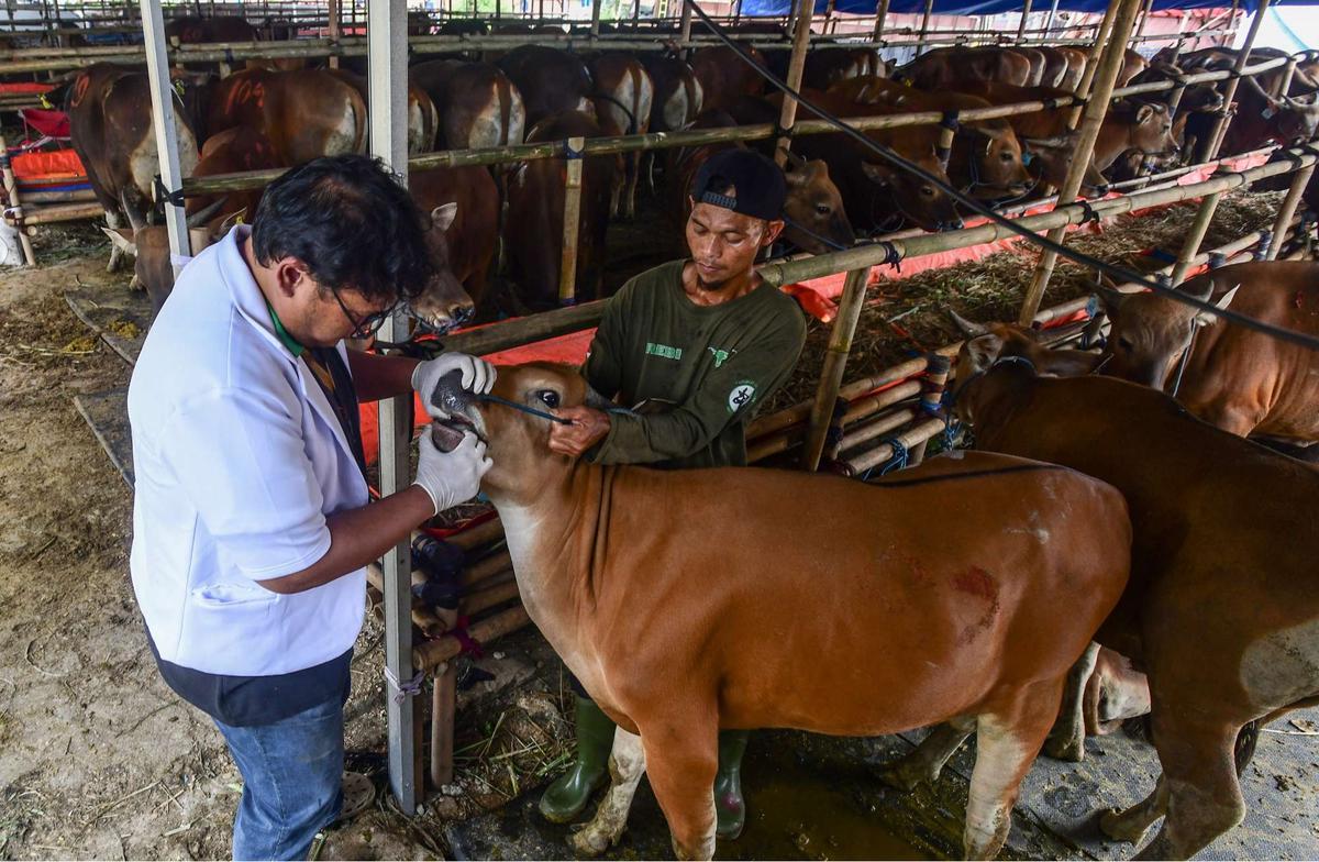 Pemeriksaan kesehatan hewan kurban jelang Iduladha