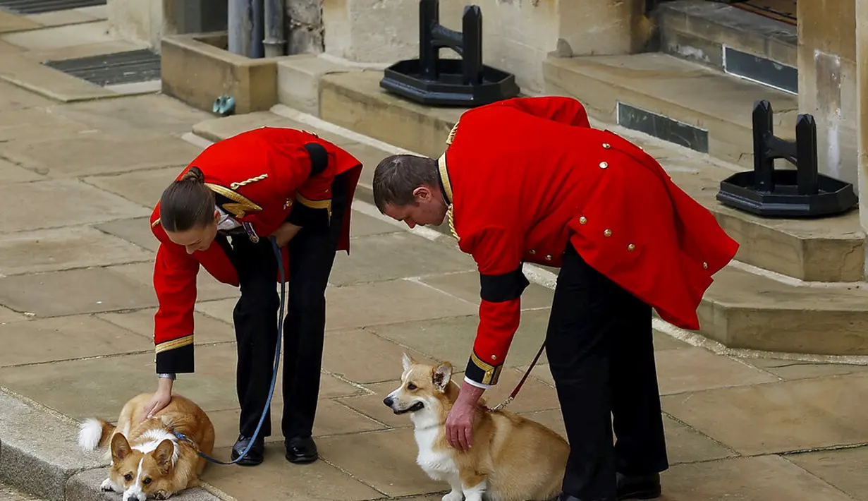 Dua anjing corgi milik Ratu Elizabeth II di pemakaman sang majikan, Senin 19 September 2022. (Foto: Peter Nicholls/Pool Photo via AP)
