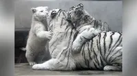 Sepasang anak harimau putih lahir di kebun binatang Qingdao. Salah satunya adalah varian harimau putih polos yang langka.