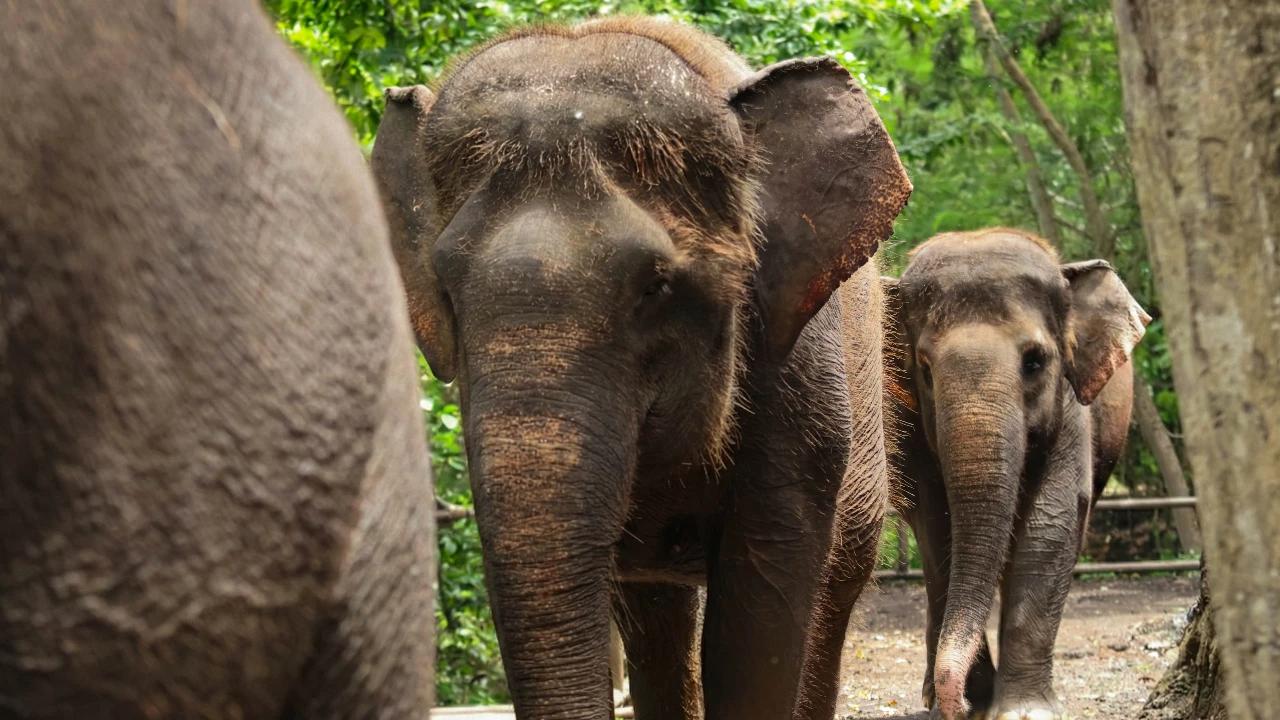Bali Zoo Resmi Hentikan Atraksi Tunggang Gajah Demi Kesejahteraan Hewan