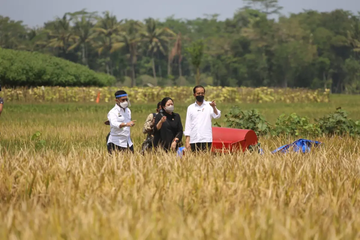 Tinjau Panen di Malang, Presiden Jokowi Buktikan Produksi Padi Memuaskan