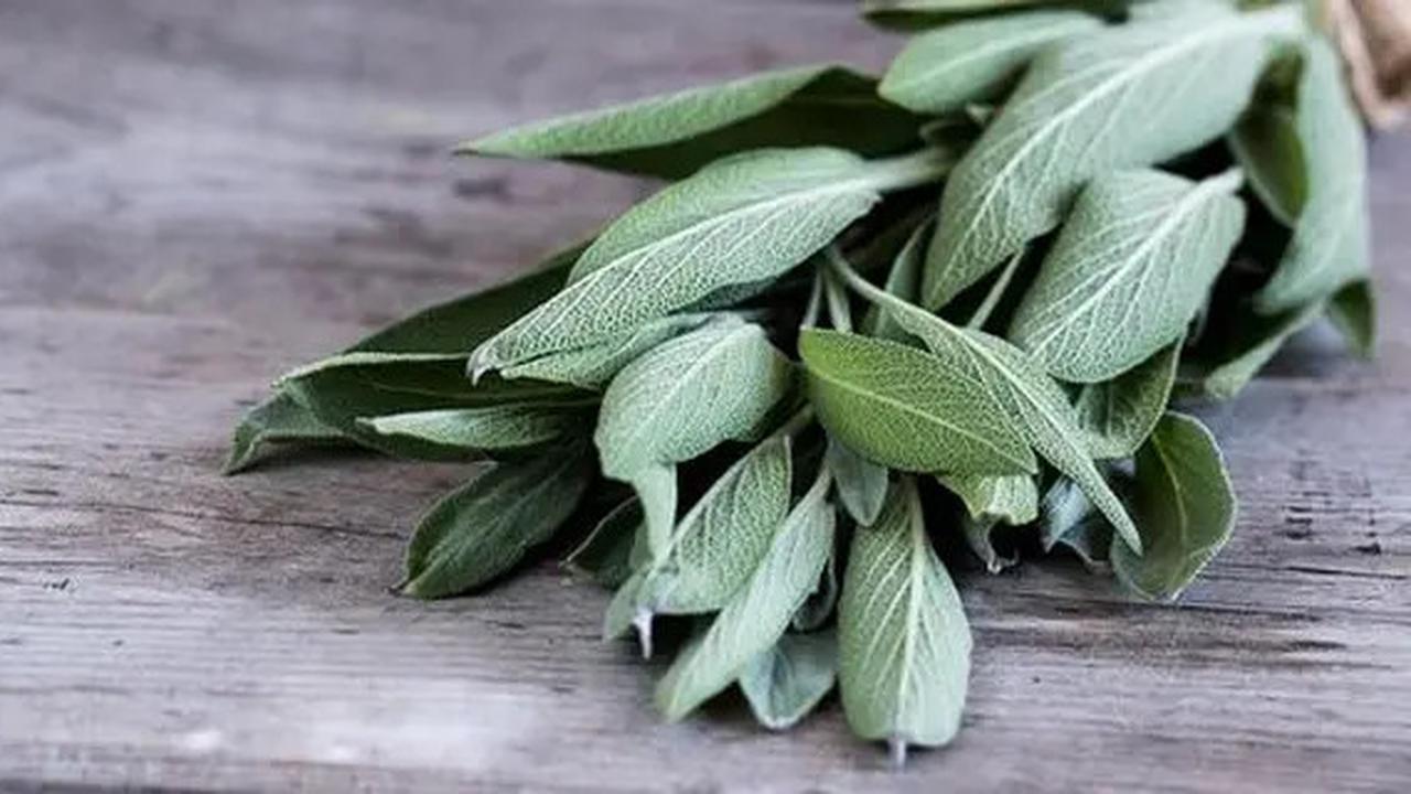 Resep Daun Ajaib Penurun Gula Darah, Rahasia Kesehatan Alami yang Mudah Dicoba