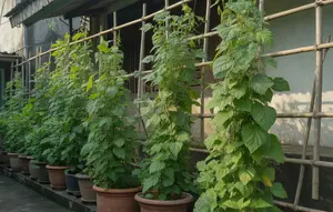 Cara Menanam Kecipir di Halaman Sempit agar Rajin Berbuah di Pot dan Rambatan Vertikal