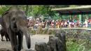 Kandang gajah menjadi salah satu tempat favorit pengunjung Taman Margasatwa Ragunan, Jakarta Selatan, Selasa (29/07/2014) (Liputan6.com/Miftahul Hayat) 