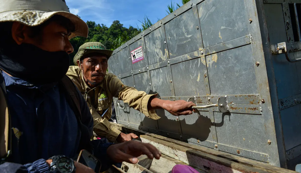 Foto yang diambil pada 20 Juni 2020 memperlihatkan petugas Balai Konservasi Sumber Daya Alam (BKSDA) Aceh membongkar kerangkeng berisi Harimau Sumatra liar sebelum proses pelepasliaran di kawasan Taman Nasional Gunung Leuser (TNGL), Aceh. (CHAIDEER MAHYUDDIN / AFP)