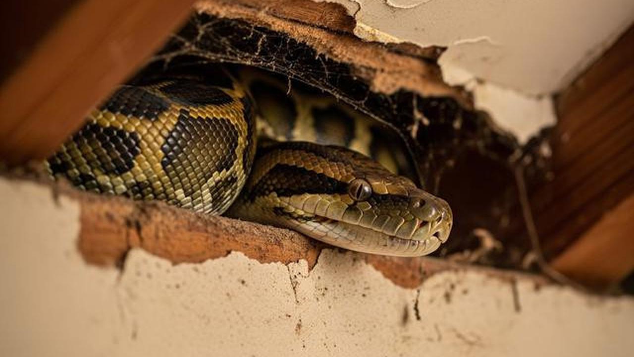 Apa yang Harus Dilakukan Jika Ada Ular Piton di Plafon Rumah? Ini Langkah Aman dan Tepat