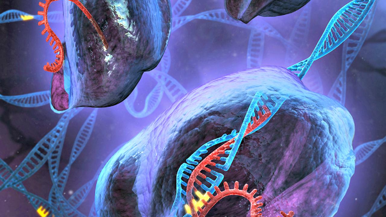 Crispr untuk membunuh virus PERV