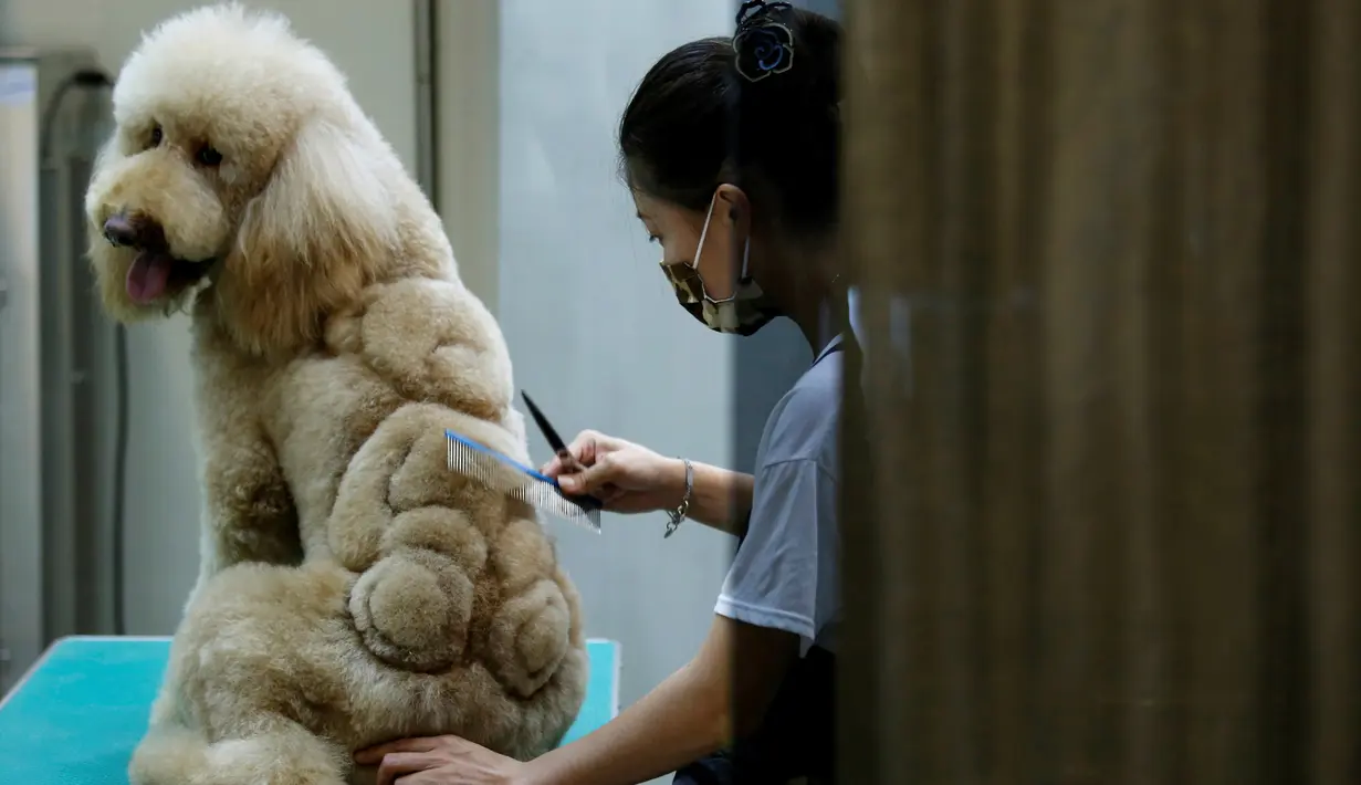 Seorang karyawan memotong bulu anjing berbentuk Singa di salon hewan, Tainan , Taiwan, (19/6).Karakter beruang menjadi salah satu idola pemilik hewan untuk membuat peliharannya semakin lucu. (REUTERS / Tyrone Siu)
