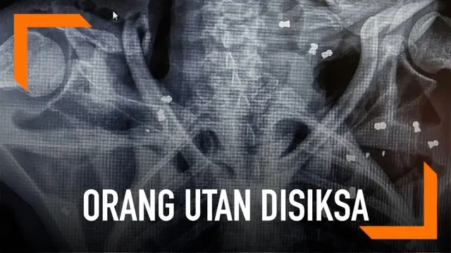 VIDEO: Induk Orangutan Ditembaki 74 Peluru di Aceh
