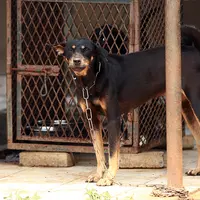 inilah sederet foto kehidupan anjing di shelter GSI, Ciledug, Tangerang (foto : Deki Prayoga | Bintang.com)