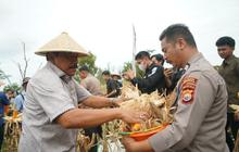 Ketahanan Pangan Bengkulu: Panen Jagung Serentak 2026 Wujudkan Swasembada Nasional