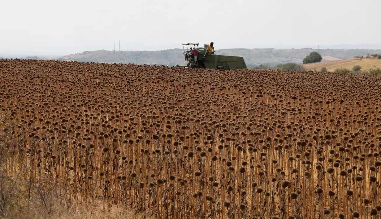 Petani memanen bunga matahari di sebuah ladang di Provinsi Edirne, Turki, 26 Agustus 2020. Sedat Kacar, petani Turki yang memiliki dua ladang, menyatakan kesedihannya karena hasil panen diperkirakan menurun akibat cuaca ekstrem saat perekonomian negarajuga terpukul oleh pandemi. (Xinhua/Osman Orsal)