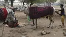 Seorang pria berdiri di dekat seekor sapi yang ditutupi selimut di dalam sebuah taman di New Delhi, India, Selasa (5/1/2021). Hal tersebut untuk melindungi sapi agar tetap hangat selama bulan-bulan musim dingin. (Photo by Sajjad HUSSAIN / AFP)