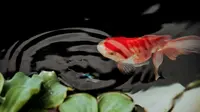 7 Ikan Hias yang Bisa Hidup Tanpa Aerator, Mudah Dirawat