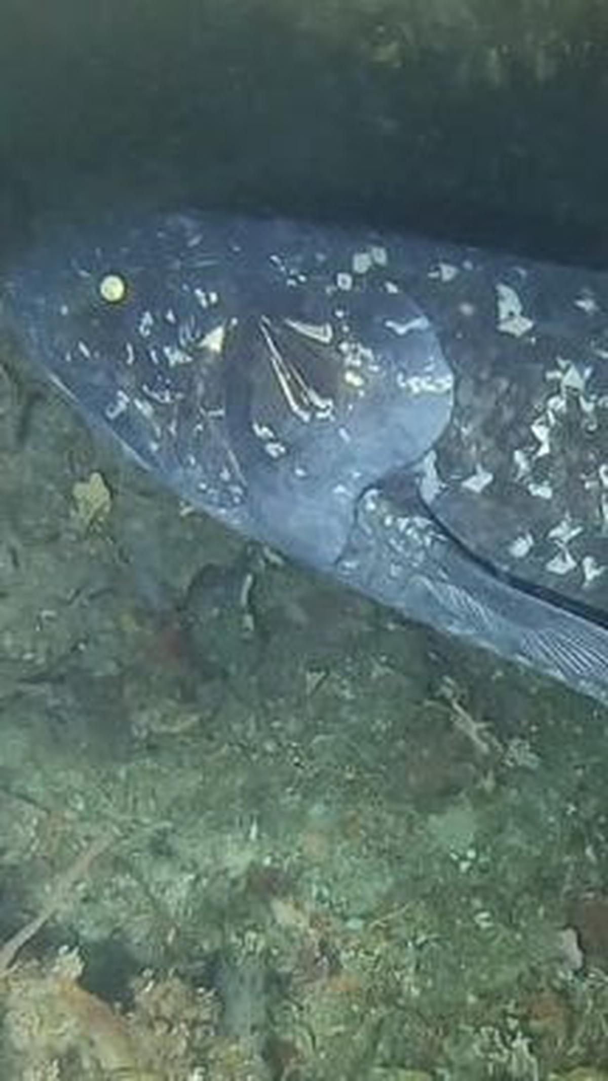 2. Coelacanth<br>