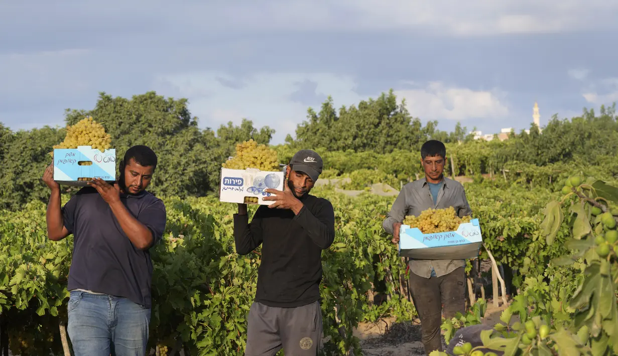 Petani Palestina membawa berkotak-kotak penuh anggur selama musim panen, di Gaza City, Rabu, 9 Agustus 2023. (AP Photo/Adel Hana)