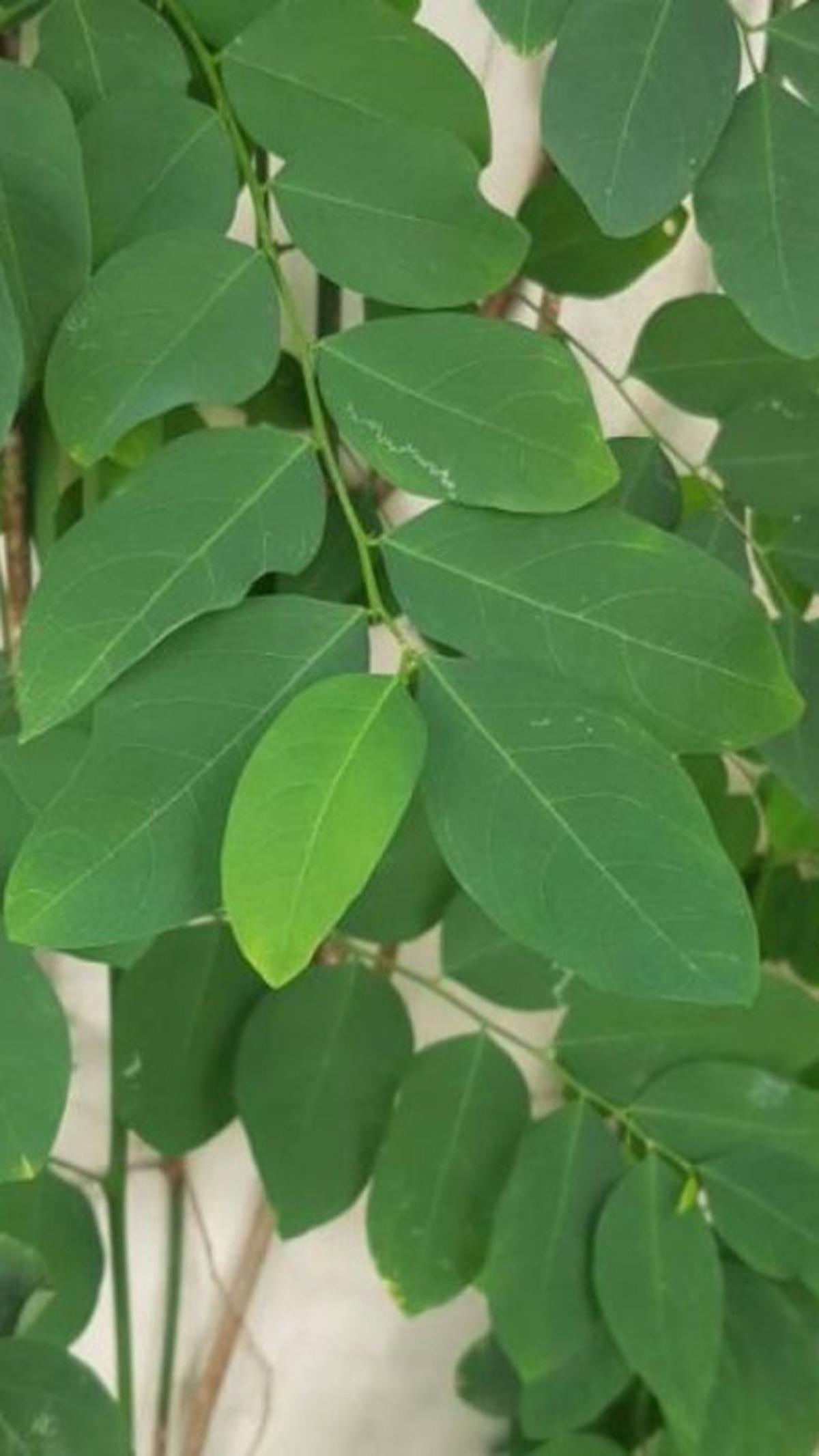 Tips Aman Mengonsumsi Daun Katuk