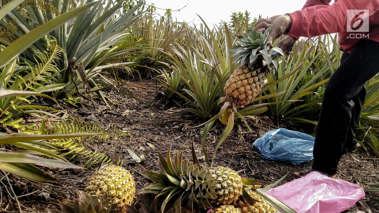 Pasca Kebakaran Hutan, Petani Gambut Tanam Nanas