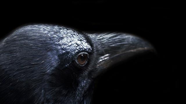 Ilustrasi burung gagak