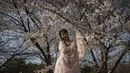 Seorang wanita mengenakan pakaian tradisonal Han sambil berpose menikmati bunga sakura di Taman Yuyuantan, Beijing, 24 Maret 2019. Di taman tersebut ditanam sebanyak 2.000 pohon sakura dari 18 jenis yang bermekaran setiap musim semi pada akhir bulan Maret sampai April. (Nicolas ASFOURI / AFP)