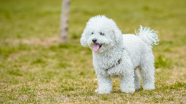 Bichon Frisé