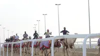 Tampak para joki sedang menunggangi unta di Al Shahaniya Camel Racetrack pada hari Jumat (09/12/2022). Kami berkunjung ke tempat ini di sela-sela meliput Piala Dunia 2022. (Hendry Wibowo/Bola.com)