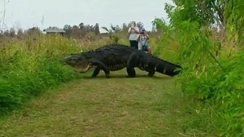 Aligator raksasa