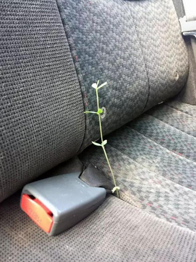 Bikin Heran, Ini 6 Potret Tanaman Tumbuh di Tempat Tak Lazim