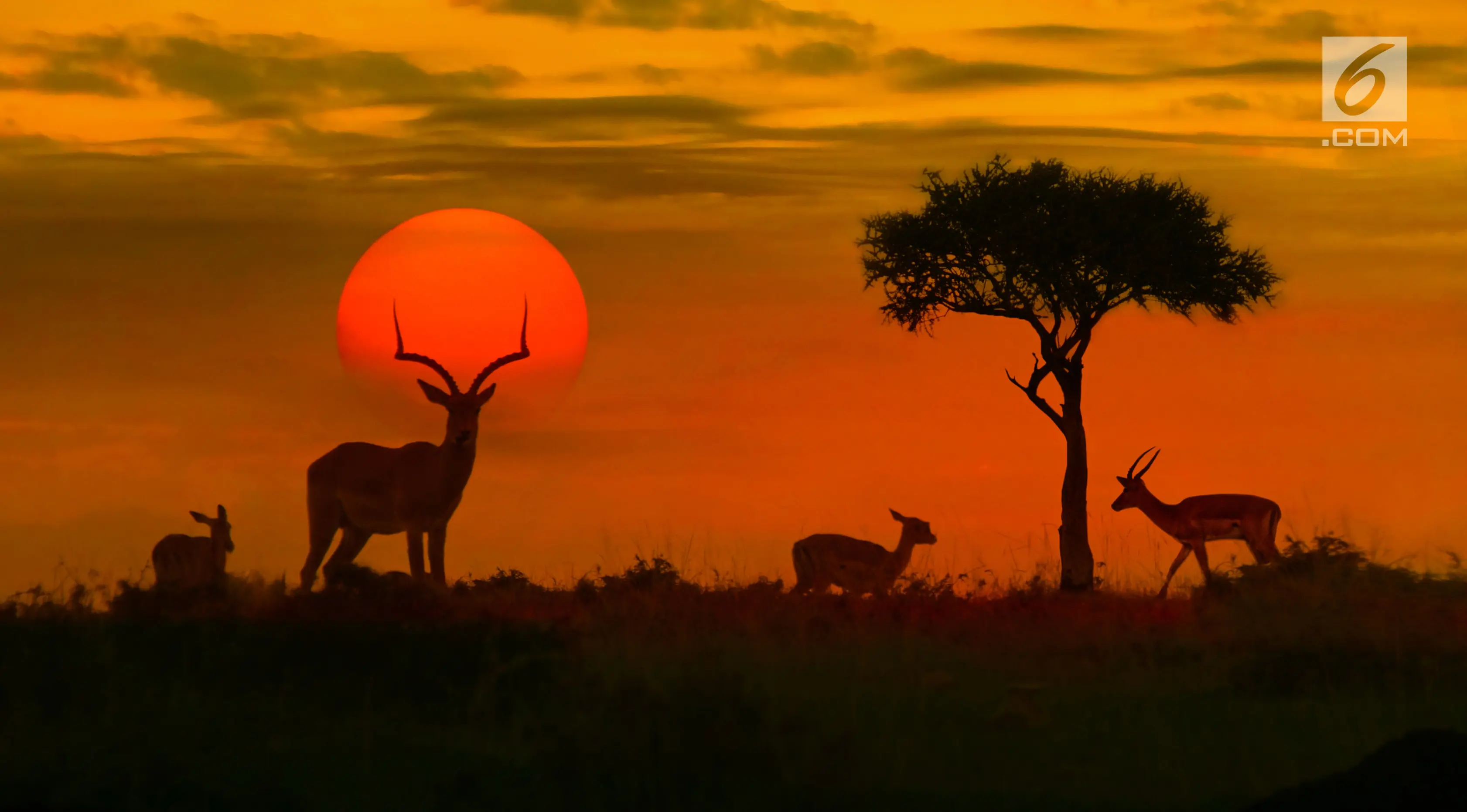 Ilustrasi Foto Afrika Selatan (iStockphoto)