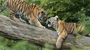 Harimau Siberia kecil Kasimir dan Kalinka bermain di batang pohon di kebun binatang di Duisburg, Jerman, Senin (25/10/2021). Anak harimau kembar lahir pada bulan Mei dan menikmati musim gugur pertama mereka di kandang dekat dengan alam di kebun binatang . (AP Photo/Martin Meissner)