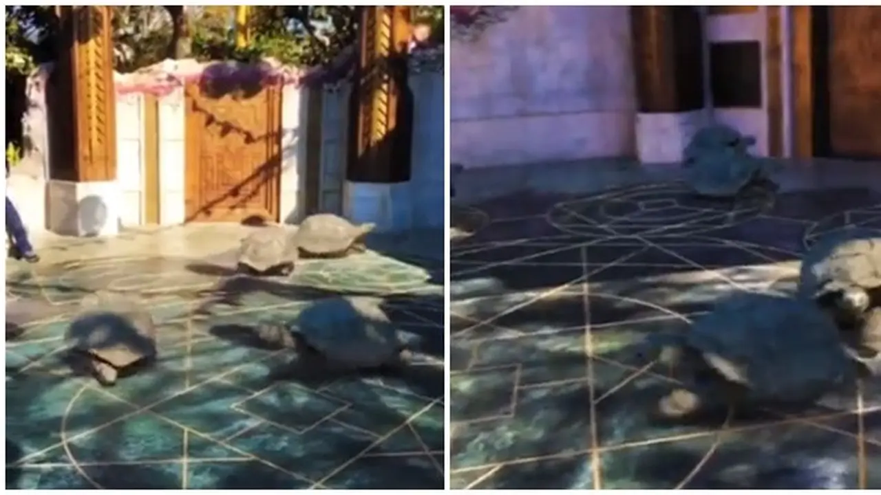 Viral Video Kura-Kura Bisa Berlari, Bikin Warganet Merasa Tertipu