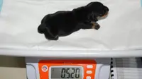 Mini Winnie, Anjing Kloning Pertama Seharga Rp 1 Miliar