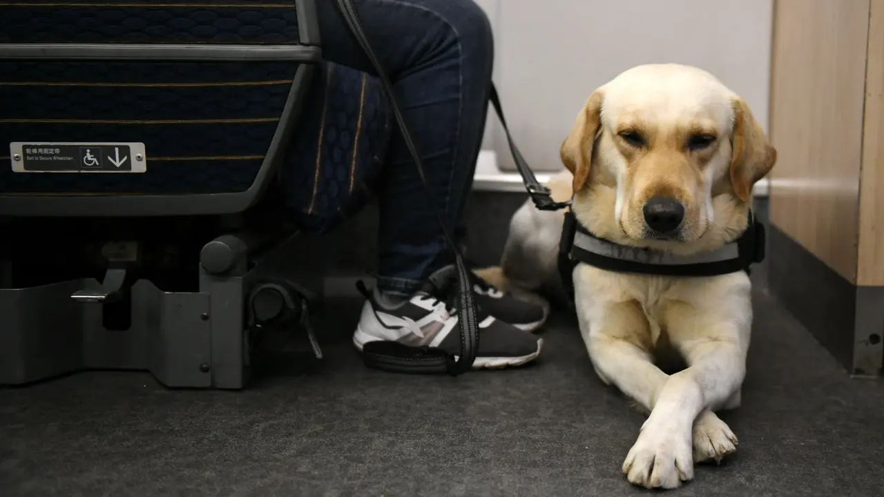 Anjing Pemandu Arus Mudik Tahun Baru Imlek