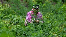 Prajurit Tentara Indonesia Angkatan Darat bersiap untuk memusnahkan tanaman ganja selama selama penggerebekan ladang ganja di Indrapuri, provinsi Aceh, Sabtu (06/07/2026). (AFP/ Chaideer Mahyuddin)